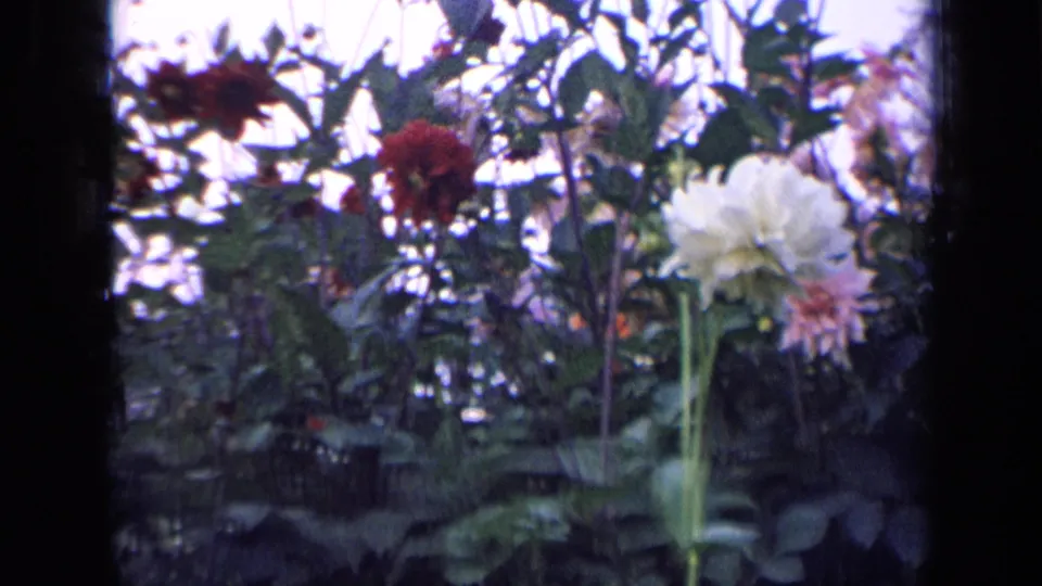 1963 Russia 8mm frame showing a tall white dahlia with red blooms and leafy vegetation around it.