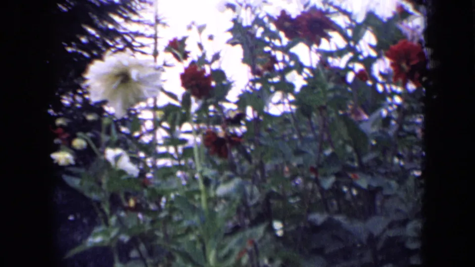 1963 Russia 8mm frame with white and red dahlias, leafy stems, and bright sky in soft focus.