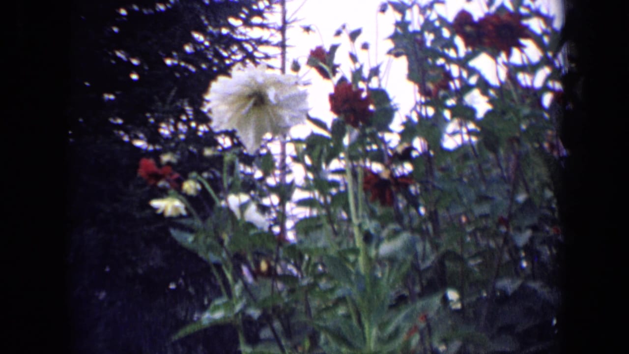 Tall flowers growing beside dark foliage in a sunlit farm setting.