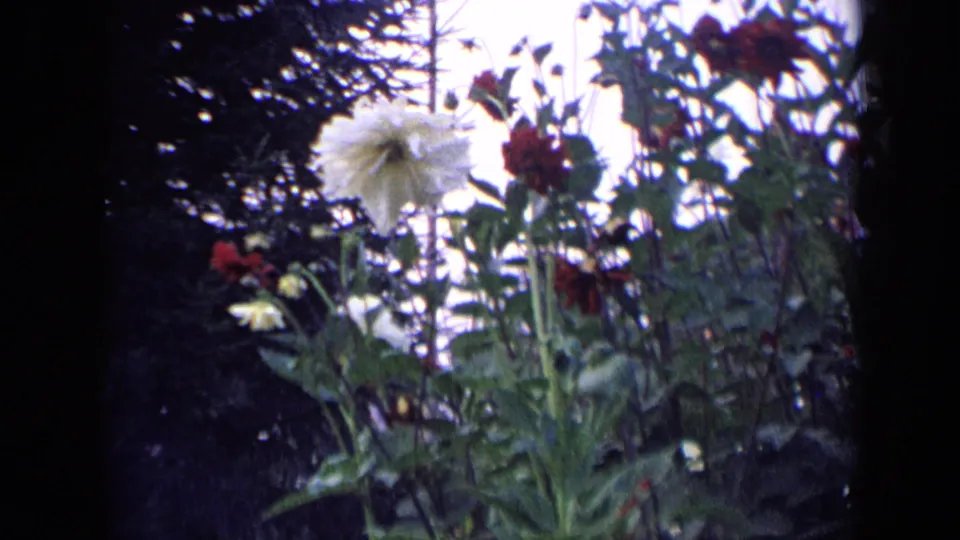 1963 Russia 8mm frame showing tall garden flowers near dark foliage before the tractor shots.