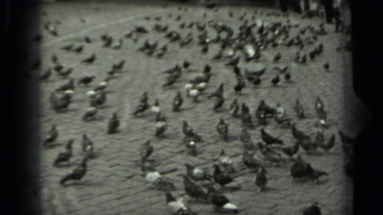 Pigeons scattered across a cobblestone square with people standing along the top edge.