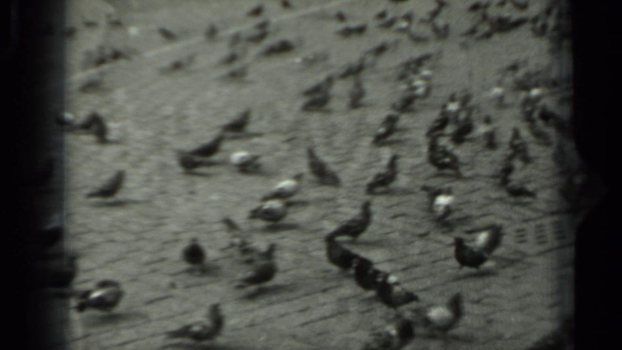 Soft monochrome 8mm frame from Russia in 1963 showing pigeons moving across a cobblestone public square.