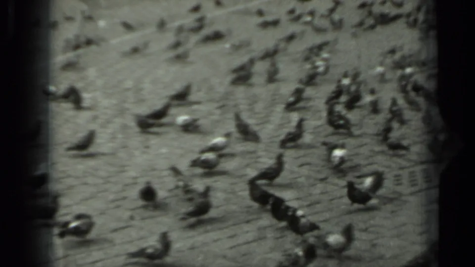 Soft monochrome 8mm frame from Russia in 1963 showing pigeons moving across a cobblestone public square.