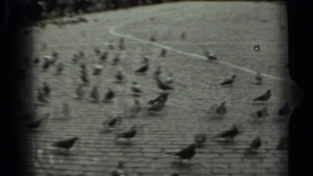 Pigeons walk and peck across a cobblestone plaza in Russia, 1963, seen in soft black-and-white 8mm footage.
