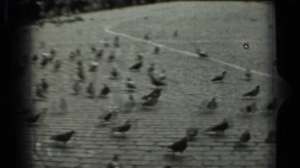 Pigeons walk and peck across a cobblestone plaza in Russia, 1963, seen in soft black-and-white 8mm footage.