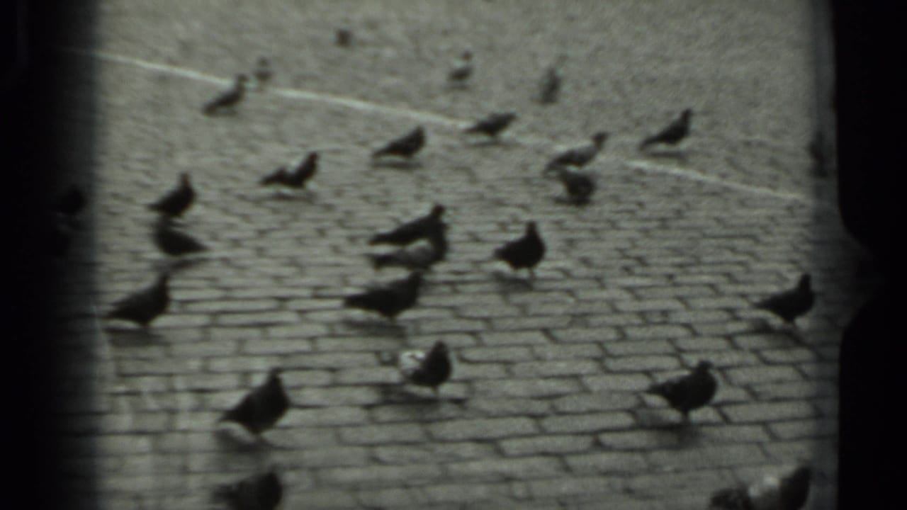 Pigeons spread across paving stones near painted ground markings.