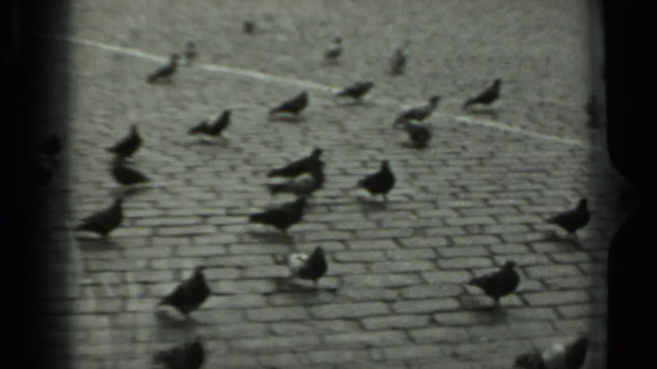 Pigeons cross a paved plaza surface in Russia, 1963, with black frame edges and visible 8mm grain.
