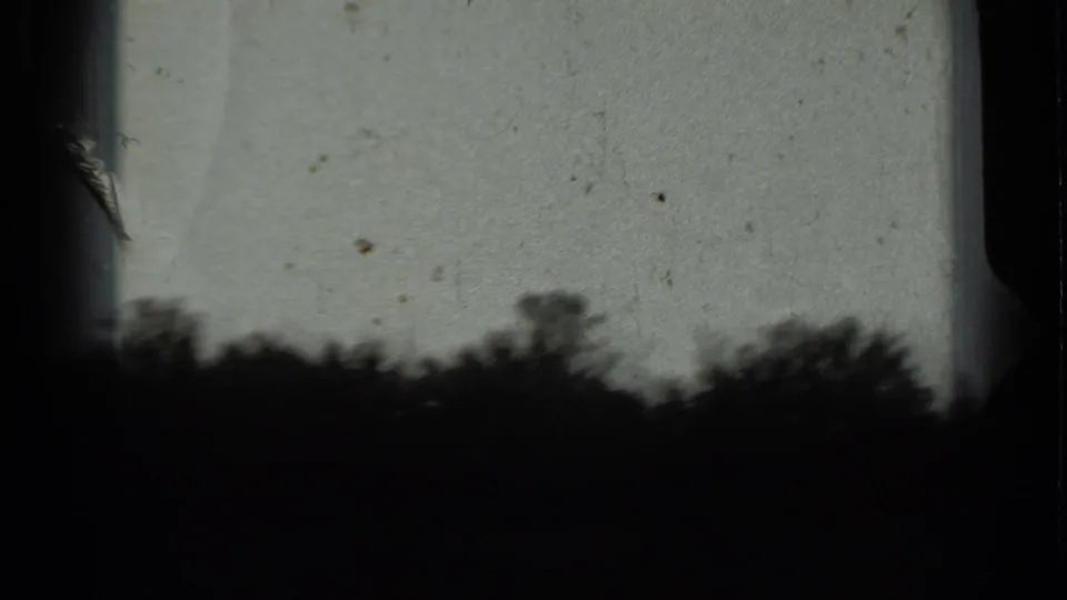 Grainy black-and-white 8mm frame with a dark tree line beneath a pale sky, likely from the same 1963 Russia reel.