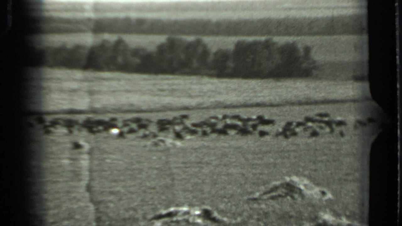 Cattle scattered across an open field with a distant treeline.