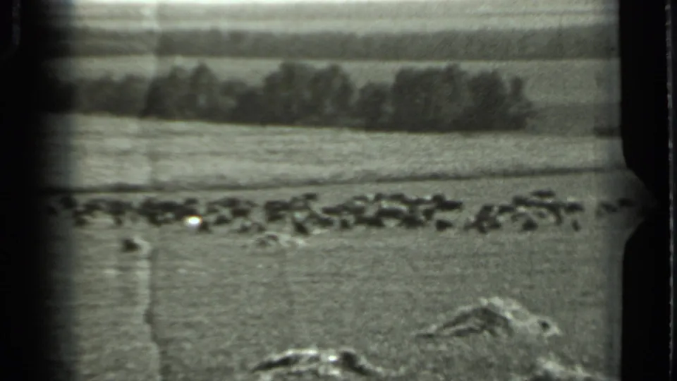 1963 Russia pasture view with dark cattle spread across open grassland and a low treeline in the distance.