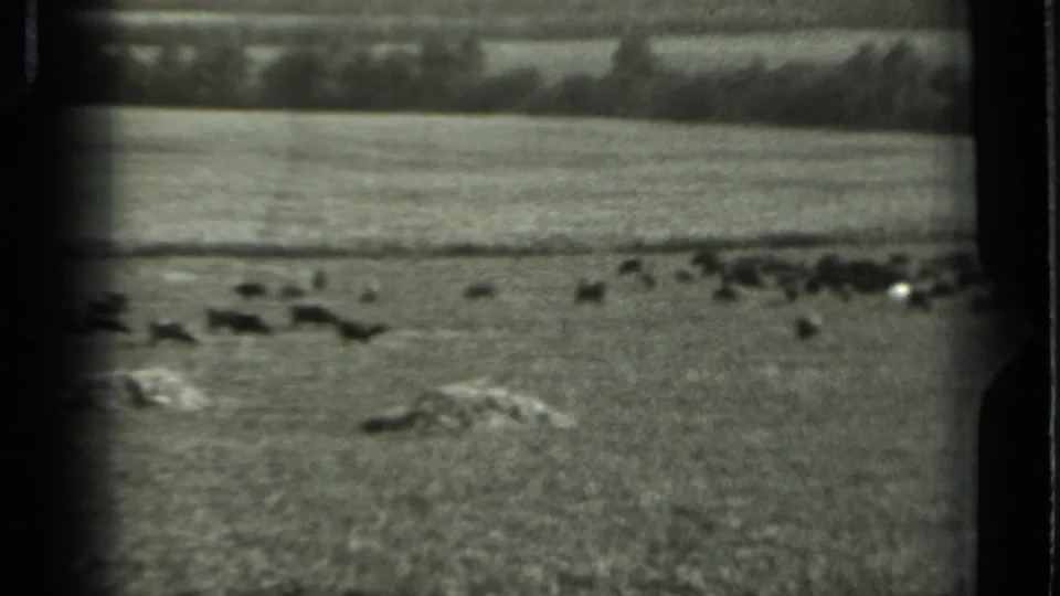 1963 Russia home-movie frame of scattered cattle in a broad pasture, with soft focus and visible film edges.