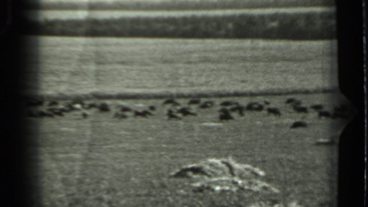 Black-and-white 8mm frame of a rural Russian field in 1963, with cattle spread across the distance and rough ground in front.