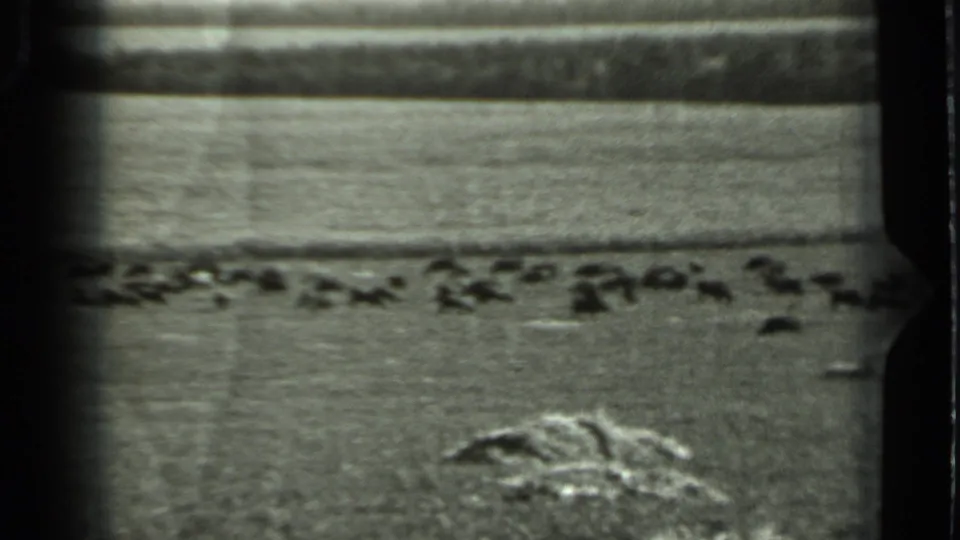 Black-and-white 8mm frame of a rural Russian field in 1963, with cattle spread across the distance and rough ground in front.