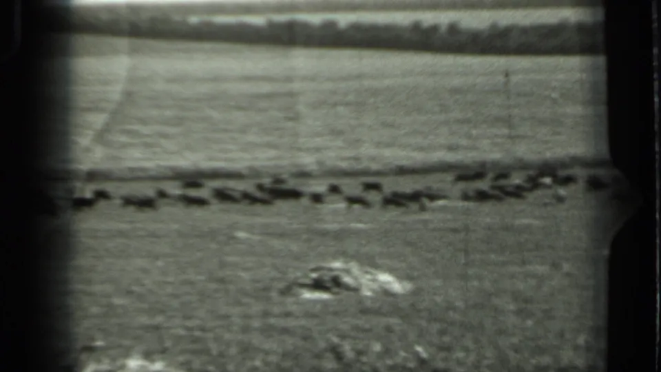Black-and-white 8mm frame showing cattle across a rural field in Russia, with soft focus, grain, and dark film edges.