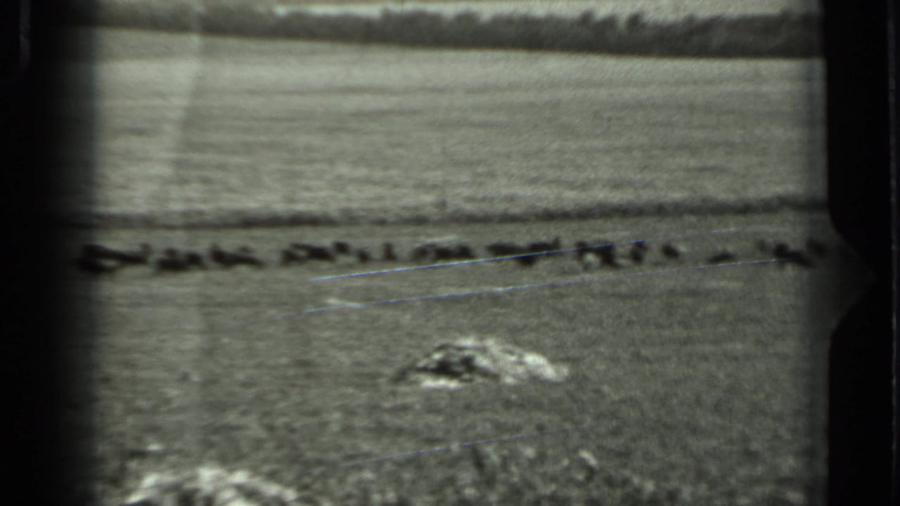 1963 Russia home-movie frame showing small animals grazing across a broad pasture under a bright sky.