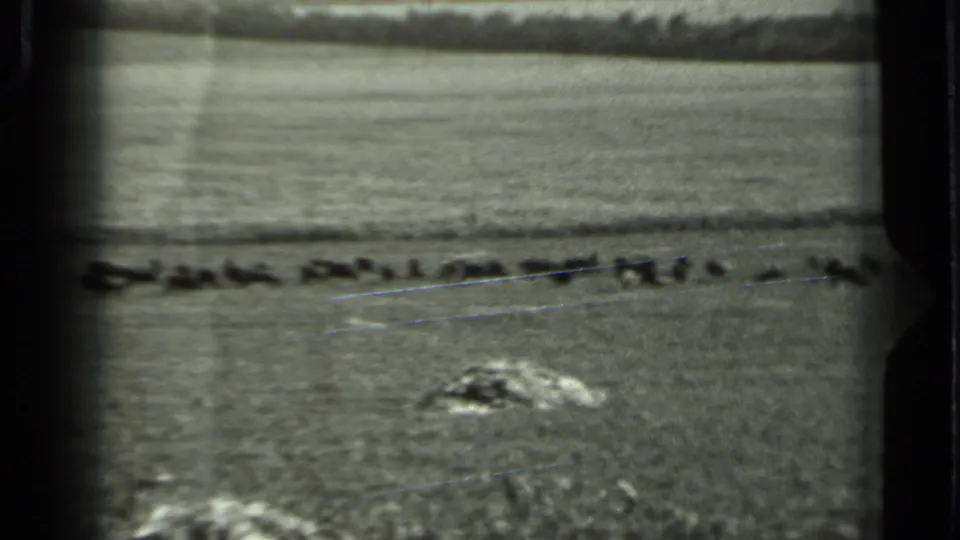 1963 Russia home-movie frame showing small animals grazing across a broad pasture under a bright sky.
