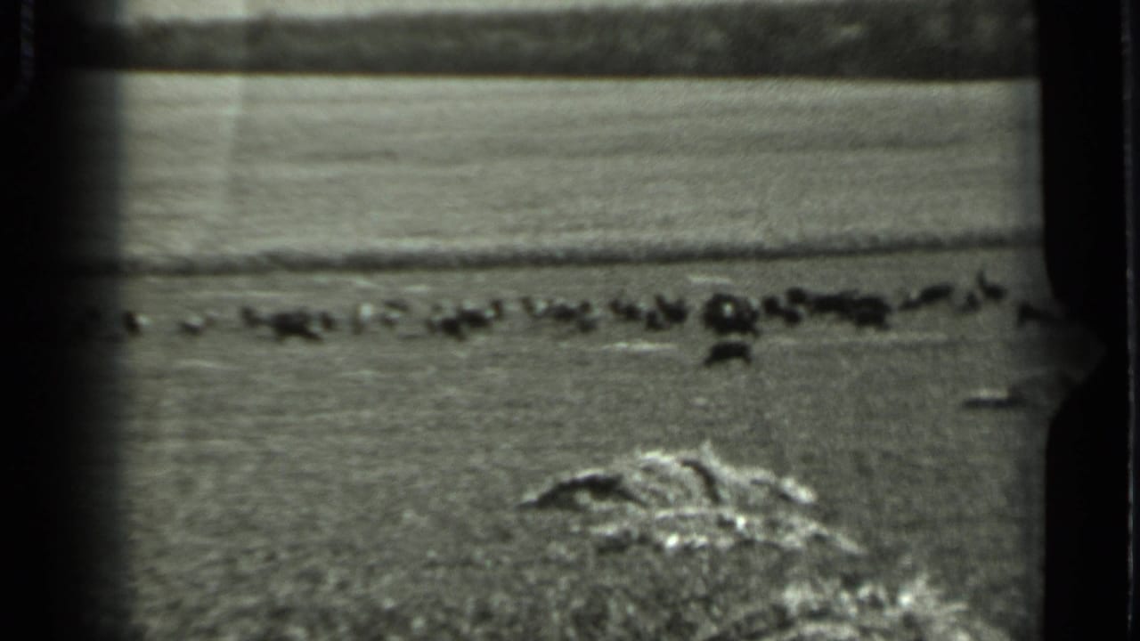 1963 Russia rural frame with grazing animals in the middle distance and coarse 8mm film grain.