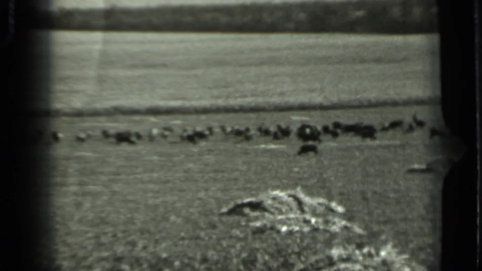 1963 Russia rural frame with grazing animals in the middle distance and coarse 8mm film grain.