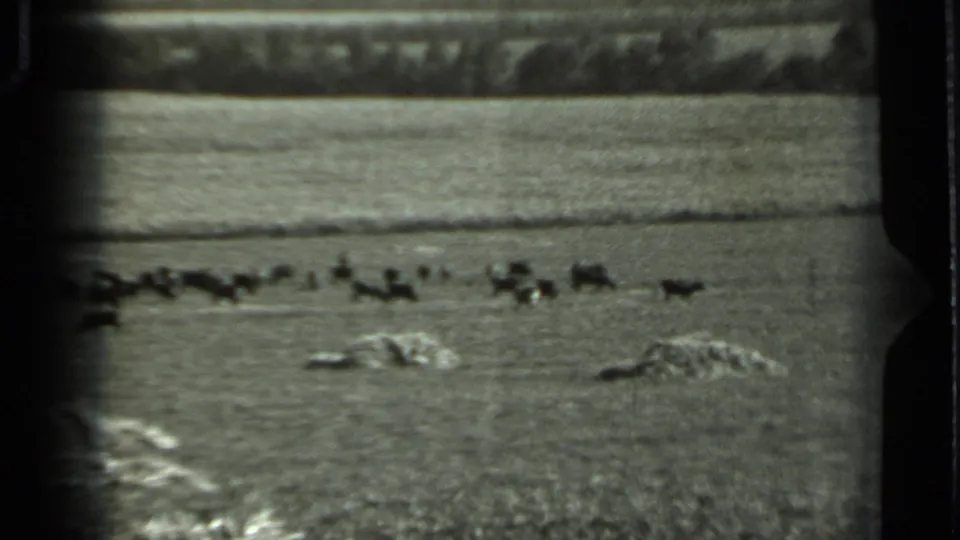 Black-and-white 8mm frame from 1963 Russia showing animals grazing near low clumps in open pasture.