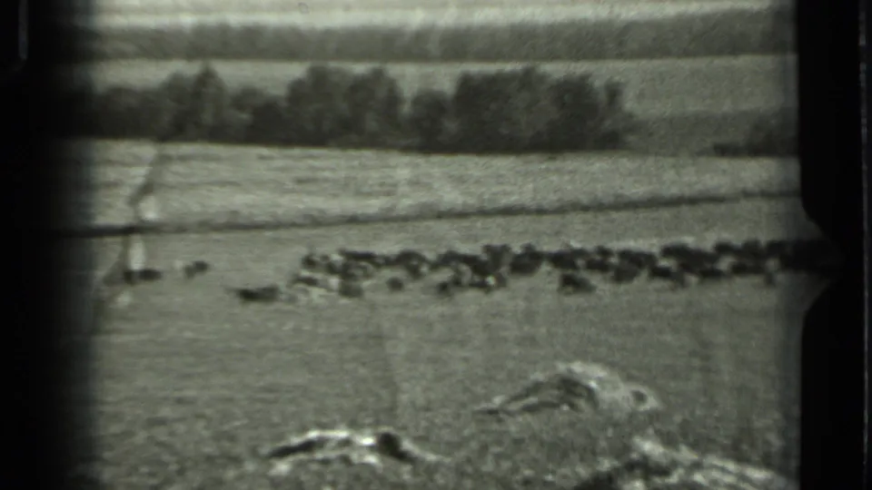 1963 Russia pasture scene with animals clustered in the middle distance, framed by dark 8mm gate edges.