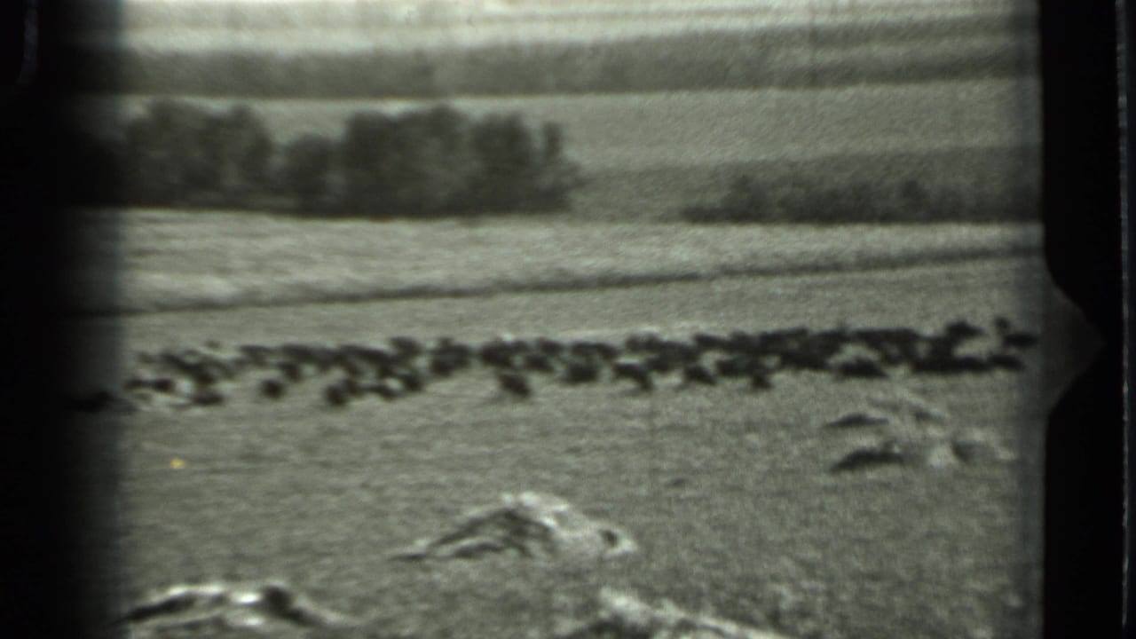 1963 Russia 8mm frame showing a distant dark herd moving across a broad field, with low brush in front and a tree line in the background.