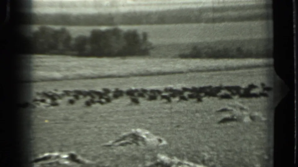 1963 Russia 8mm frame showing a distant dark herd moving across a broad field, with low brush in front and a tree line in the background.