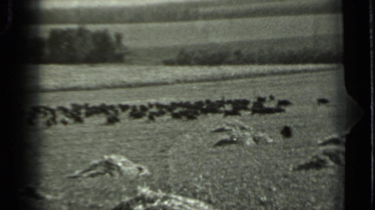 Herd of dark animals spread across a field under a pale sky.
