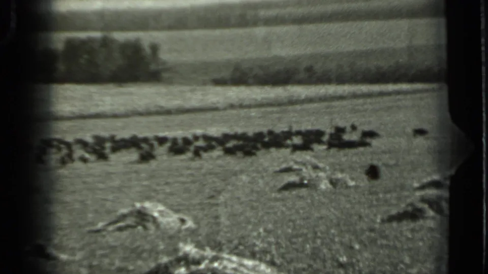 Black-and-white 8mm view of a dark animal herd in a wide Russian field, framed by visible film edges and a soft distant tree line.