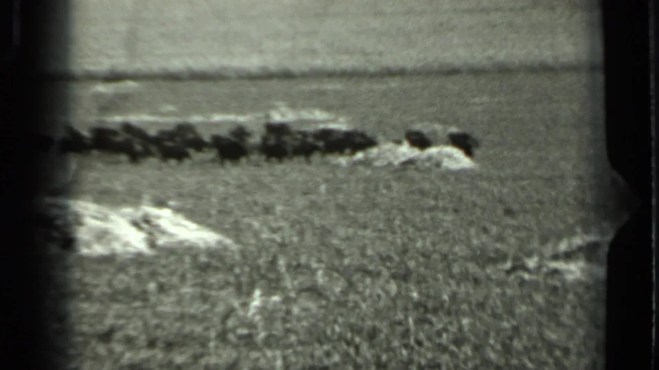Grainy 1963 Russia frame with a dark herd moving across a rural field, pale brush or mounds in the foreground, and a flat distant horizon.