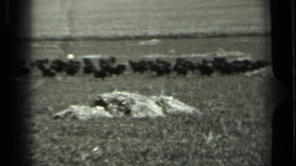 Soft black-and-white 8mm frame from Russia showing a distant herd lined across an open field, with light foreground ground cover and heavy film borders.
