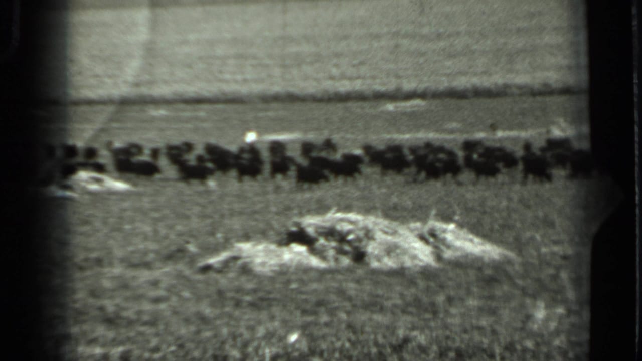 1963 Russia 8mm frame showing a distant bison herd stretched across an open rural field with pale ground piles in the foreground.