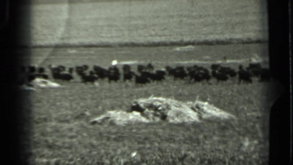 1963 Russia 8mm frame showing a distant bison herd stretched across an open rural field with pale ground piles in the foreground.