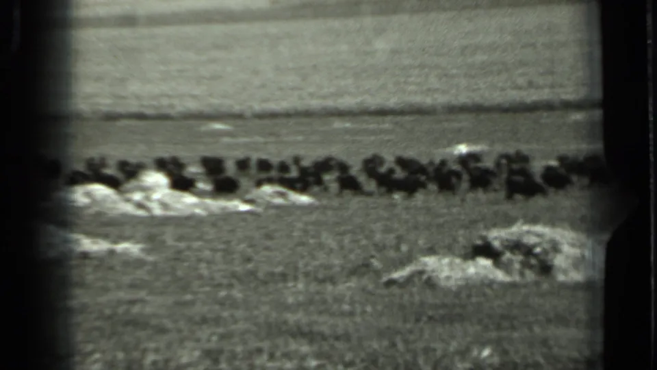 1963 Russia 8mm frame with a distant bison line crossing flat pastureland, bordered by dark film edges and soft grain.