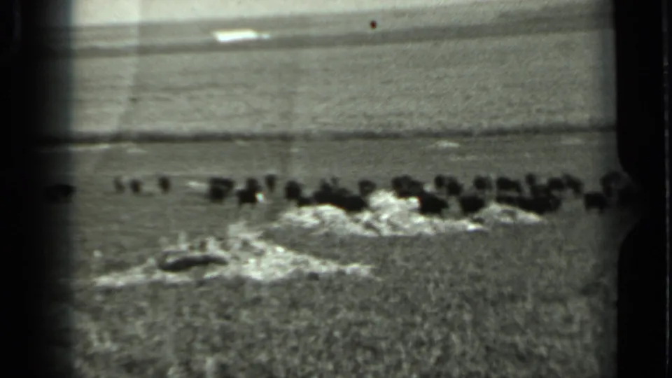 1963 Russia 8mm frame showing the bison herd farther along the field, with visible grain, soft focus, and pale foreground piles.
