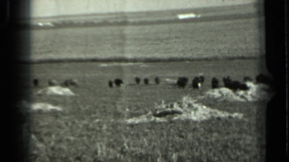 1963 Russia 8mm frame with the distant herd spread across open land, seen through grain, dark frame edges, and uneven exposure.