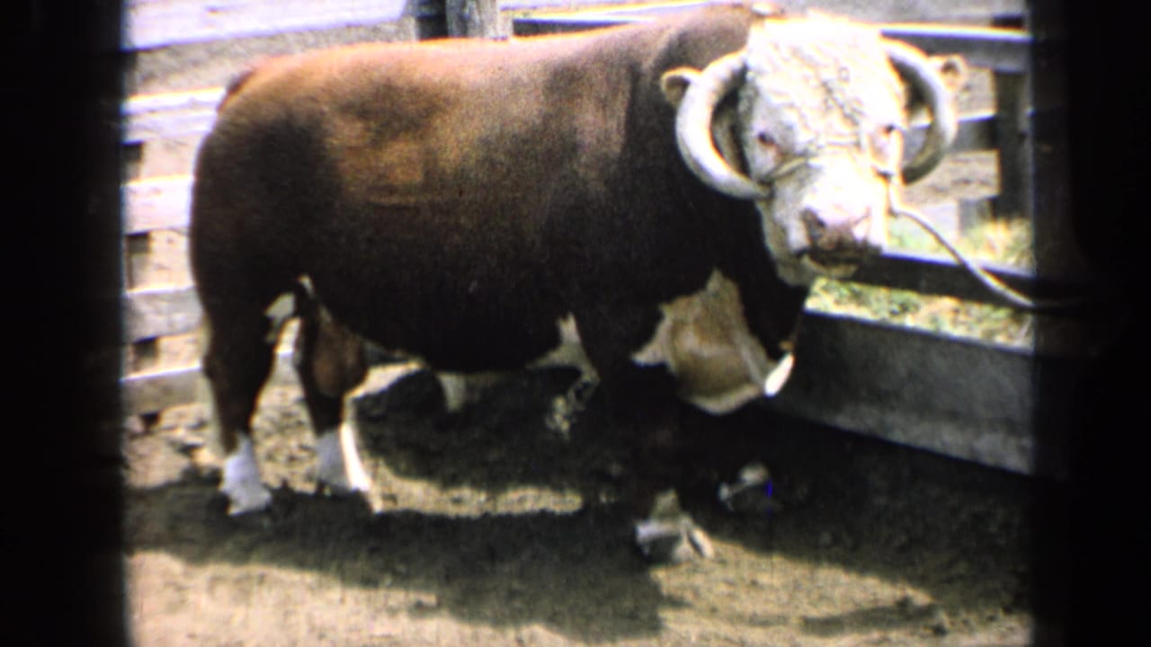 1964 Kansas 8mm frame of an auburn bull with a white face, curved horns, and rope halter standing in a sunlit wooden pen.
