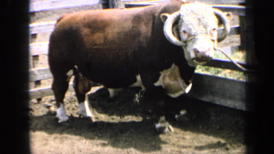 1964 Kansas farm frame showing the bull mostly still in profile, its white face and curved horns close to the pen rail.