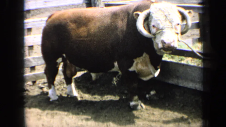 1964 Kansas 8mm frame with the horned auburn-and-white bull standing calmly on dirt inside a rustic wooden corral.