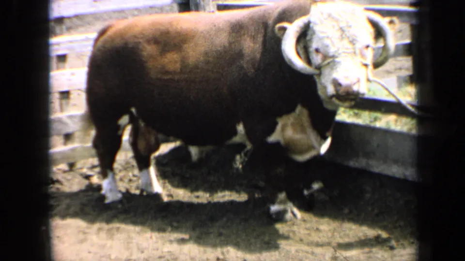 Final 1964 Kansas frame of the bull standing beside the wooden pen structure, with horns, halter, dirt ground, and sunlit fencing visible.