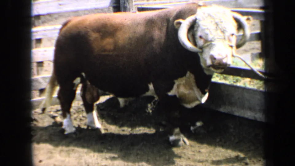 Brown-and-white horned bull in a Kansas farm enclosure, seen on 1964 8mm home-movie footage.