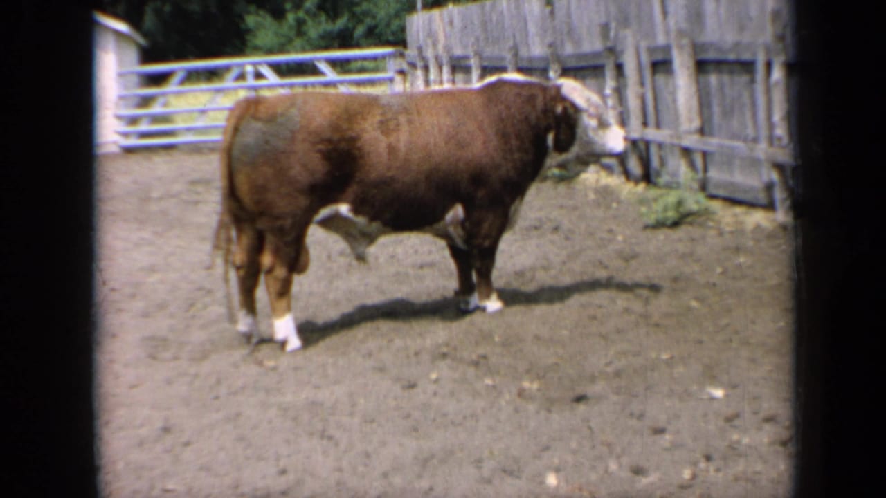Horned bull shown in profile near wooden fencing and a metal gate.