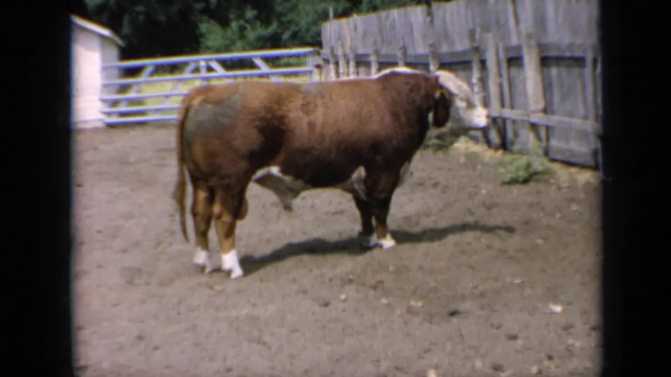Broadside view of a horned bull standing calmly in a Kansas farm pen, filmed on 8mm in 1964.