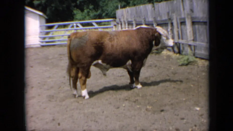 Horned brown-and-white bull remains near the fence in a Kansas farm pen, captured in 1964 home-movie footage.