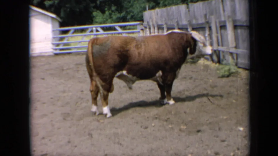 1964 Kansas 8mm frame of a brown-and-white bull standing in profile in a dusty corral beside fencing and a small white shed.