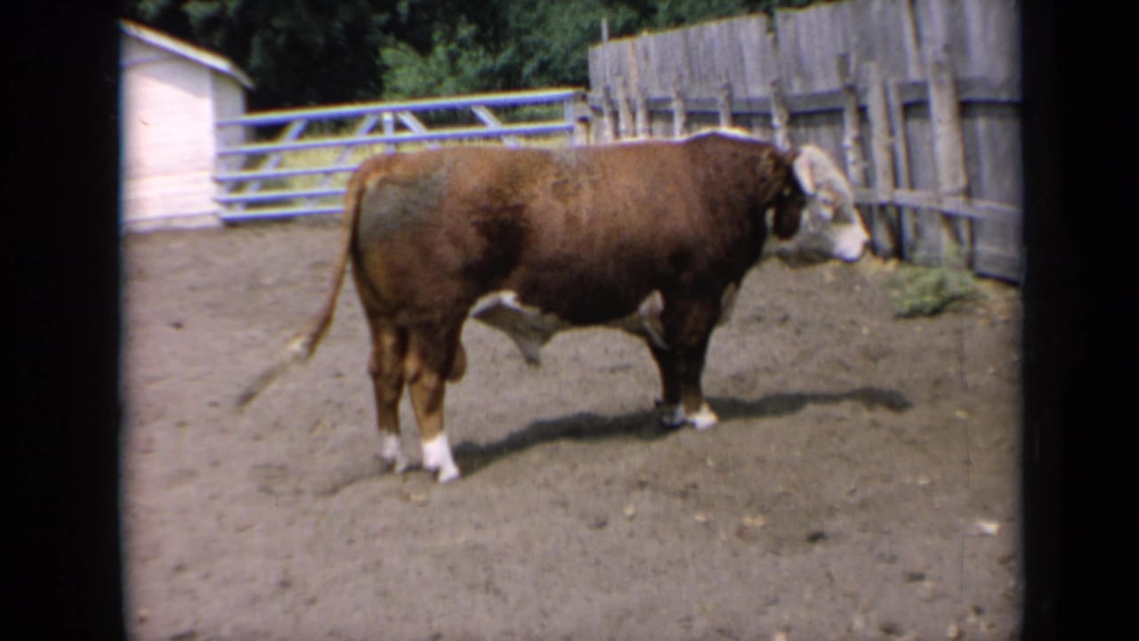 Bull in profile with tail extended, standing on dirt near fencing and a shed.