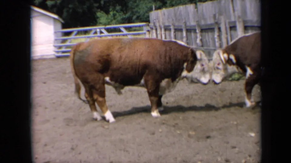 1964 Kansas 8mm frame of the bull in the corral as another bovine appears at the right edge near the fence.