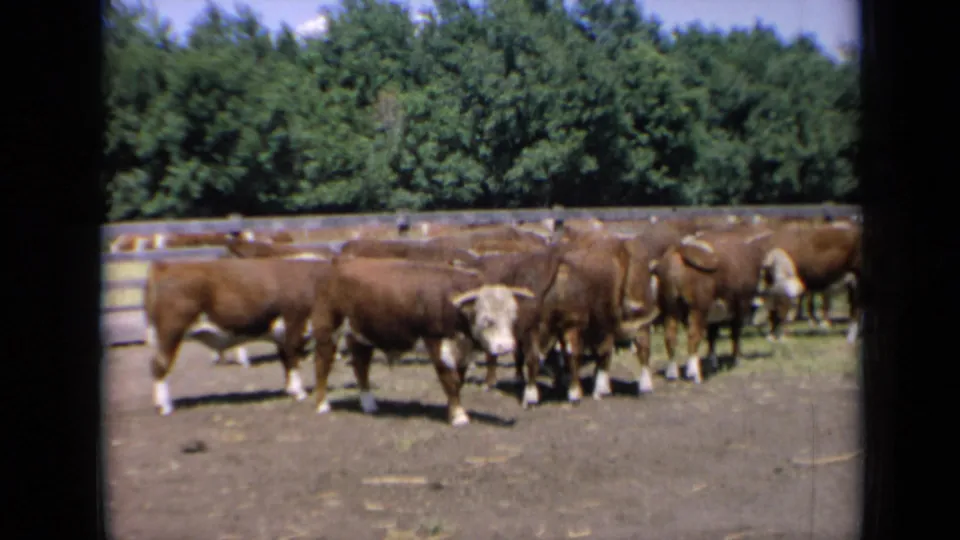 1964 Kansas frame of several brown-and-white cattle grouped in a sunlit corral or field with a green tree line beyond.