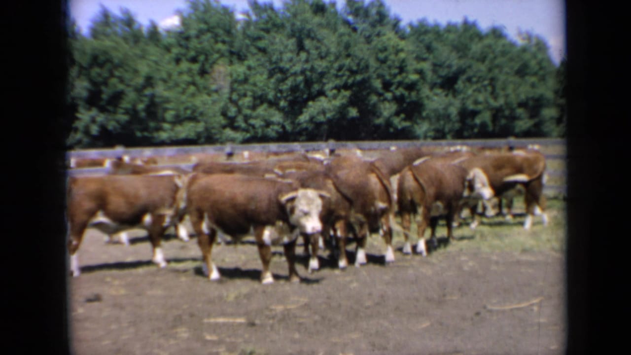 Brown and white cattle stand in a fenced paddock with trees behind them.