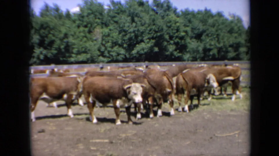 1964 Kansas 8mm frame showing Hereford-type cattle gathered on dusty ground beside a wooden fence and green tree line.