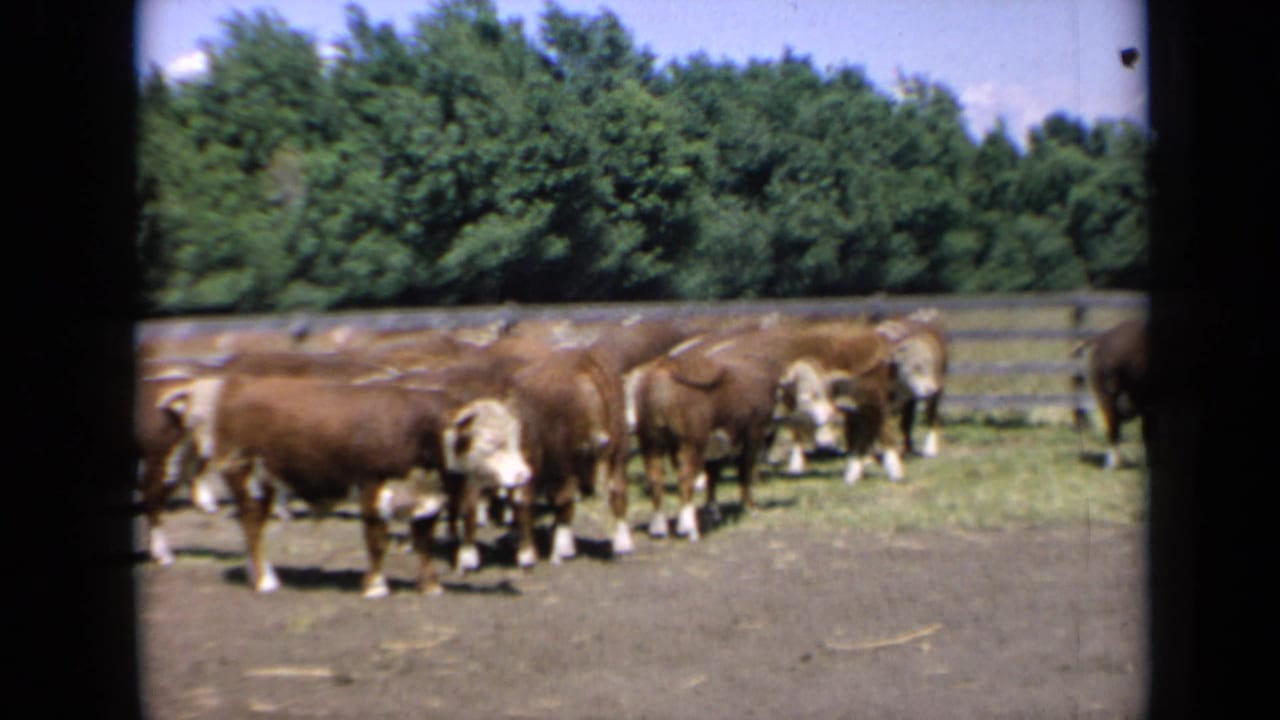 A herd of cattle stands near a wooden fence under a bright sky.